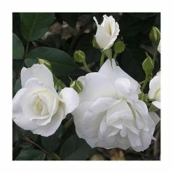 Climbing Iceberg' Climber Rose - 5.5L Pot