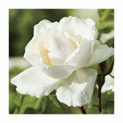 Madame Alfred Carriere' Climber Rose - 5.5L Pot