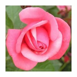 Pink Perpetue' Climber Rose - 5.5L Pot