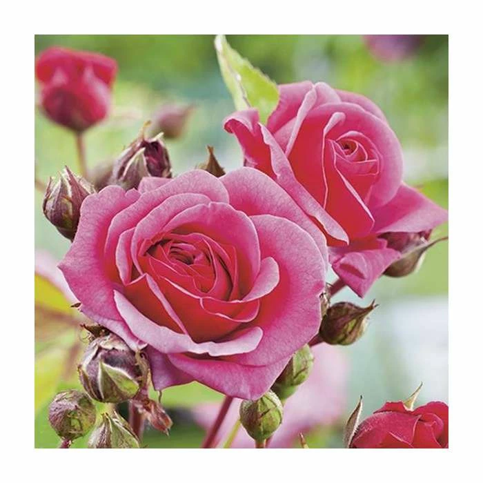 Pink Perpetue' Climber Rose - 5.5L Pot - Image 2