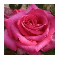 Buxom Beauty' Bush Rose - 4L Pot