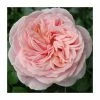 Joie de Vivre' Bush Rose - 5.5L Pot