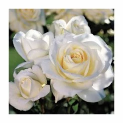 'White Patio' Patio Rose - 5.5L Pot