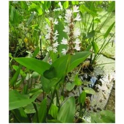 Large White Pickerel Weed Pontederia cordata 'Alba' - 3L Pot