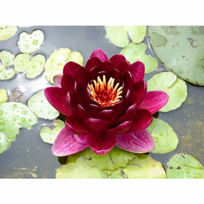 Extra Large Water Lily 'Black Princess' - Nymphaea 'Black Princess' - 30L Pot - Image 3