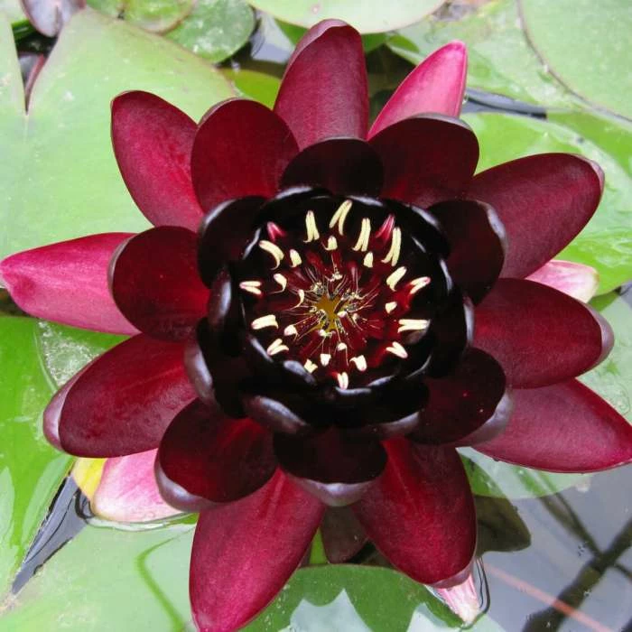 Extra Large Water Lily 'Black Princess' - Nymphaea 'Black Princess' - 30L Pot