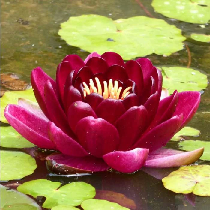 Extra Large Water Lily 'Black Princess' - Nymphaea 'Black Princess' - 30L Pot - Image 2