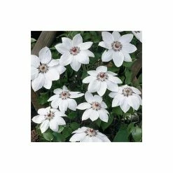 50-90cm Clematis 'Miss Bateman' - 3L Pot