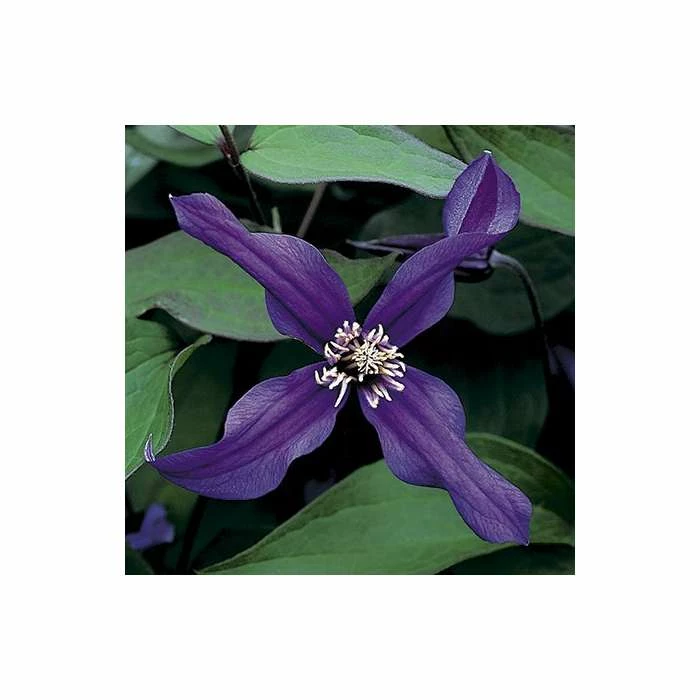 50-90cm Clematis 'Petit Faucon' - 3L Pot - Image 2
