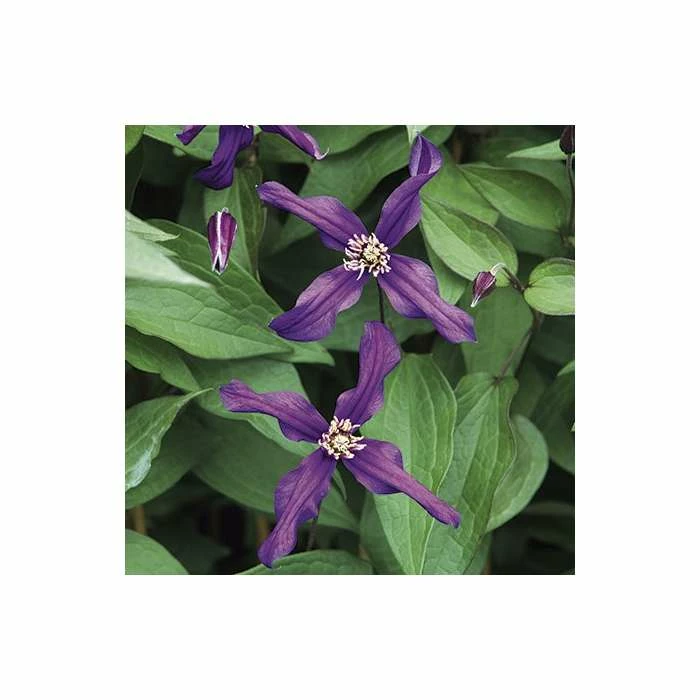 50-90cm Clematis 'Petit Faucon' - 3L Pot - Image 3