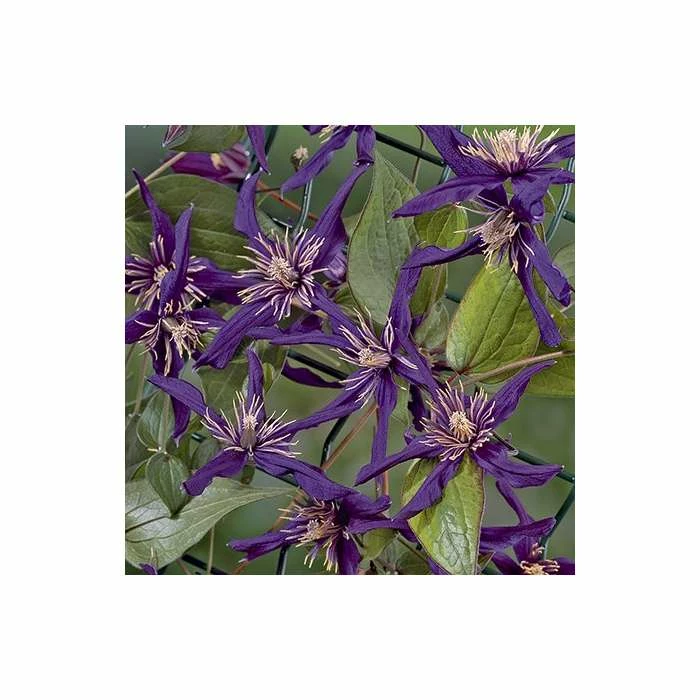 50-90cm Clematis 'Petit Faucon' - 3L Pot - Image 4