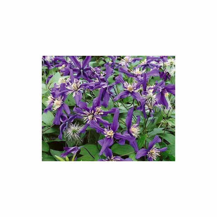 50-90cm Clematis 'Petit Faucon' - 3L Pot