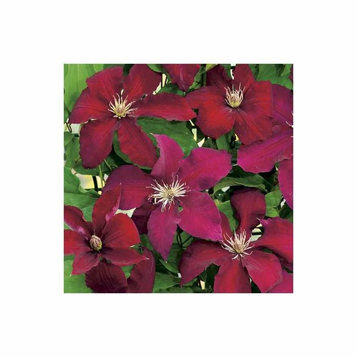 50-90cm Clematis 'Rebecca' - 3L Pot - Image 3