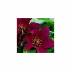 50-90cm Clematis 'Picardy™' by Raymond Evison - 3L Pot