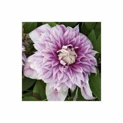 50-90cm Clematis 'Josephine' (Evijohill) - 3L Pot
