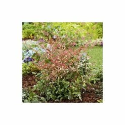 2ft Nandina 'Twilight' | 10L Pot |Heavenly Bamboo