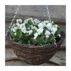 Viola 'White Petite' | 30cm Rattan Hanging Basket