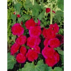 Alcea rosea 'Chaters Double Scarlet' | Hollyhock