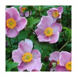 Anemone 'Little Princess' | 10.5cm Pot