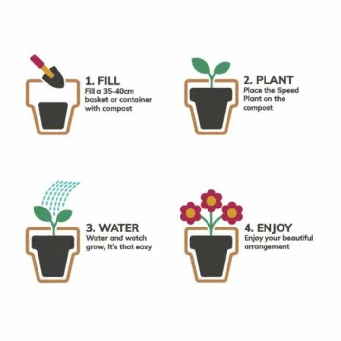 Pansy Cool Wave® Mixed Speed Planter for Hanging baskets - Image 3