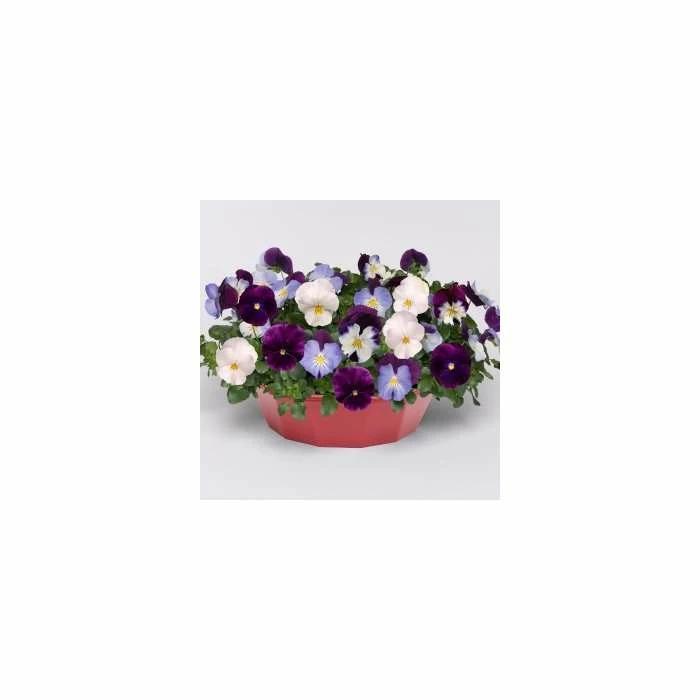 Pansy Cool Wave® Mixed Speed Planter for Hanging baskets - Image 4