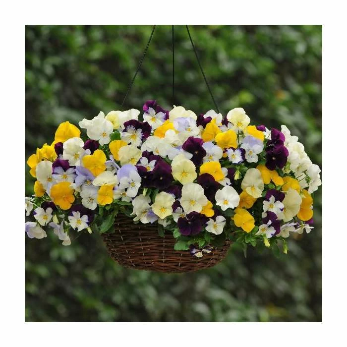 Pansy Cool Wave® Mixed Speed Planter for Hanging baskets - Image 2