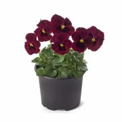 Pansy 'Red Blotch' | 10.5cm Pot