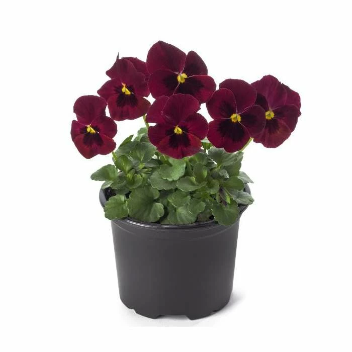 Pansy 'Red Blotch' | 10.5cm Pot