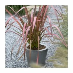 Phormium 'Evening Glow' | 4L Pot