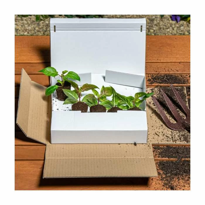 Bacopa Scorpia® 'Gulliver Blue Sensation' | Bedding | Pack Of 5 Large Plug Plants - Image 2