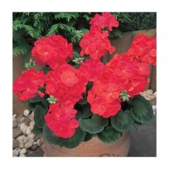 Geranium 'New Century Red' | Pack of 5 Plug Plants