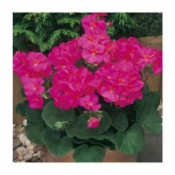Geranium 'New Century Violet' | Pack of 5 Plug Plants