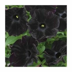 Petunia 'Black Velvet' | Bedding | 5 x Large Plugs