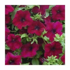 Petunia Surfinia® 'Burgundy' | Bedding | 5 x Large Plugs