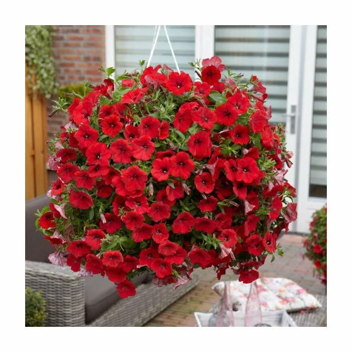 Petunia Surfinia® 'Deep Red' | Bedding | 5 x Large Plugs - Image 2
