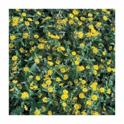 Sanvitalia 'Golden Aztec' | Perennial | 5 x Large Plugs