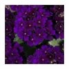 Verbena Showboat 'Midnight' | Bedding | 5 x Large Plugs
