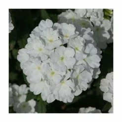 Verbena Showboat 'White' | Bedding | 5 x Large Plugs