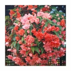 Begonia Illumination® 'Salmon Pink' | Perennials | Pack of 5 Large Premium Plug Plants