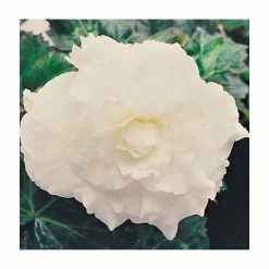 Begonia 'Nonstop White' | Perennials | Pack of 5 Large Premium Plug Plants