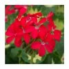 Geranium Variegated 'Happy Thought Red' | Perennial | 5 x Large Plugs