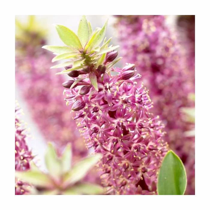 Eucomis 'Aloha Leia' | Dwarf Pineapple Lily | 3L Pot