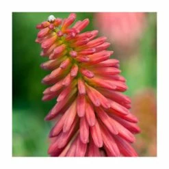 Kniphofia 'Redhot Popsicle' | 3L Pot