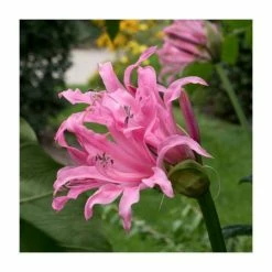 Nerine Bowdenii | Top Size | Bowden lily