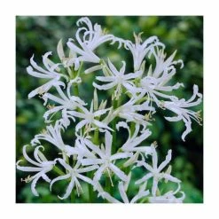 Nerine bowdenii ‘Alba’ | Top Size | Bowden Lily