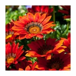 Gazania 'Big Kiss Red' | 2L Pot