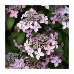 15 - 20cm Hydrangea serrata 'Preziosa' | 9cm Pot