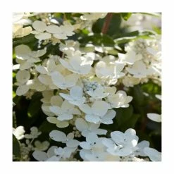 10 - 15cm Hydrangea paniculata 'Polestar' (R) | 9cm Pot
