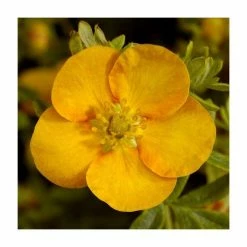 10 - 15cm Potentilla fruticosa 'Solar'issima' | 9cm Pot