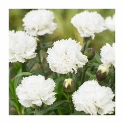 Dianthus 'Scented Memories' | 2L Pot